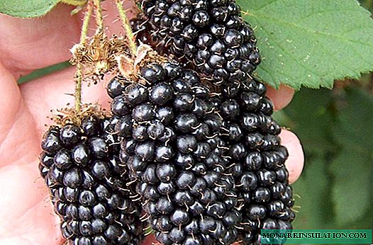 Blackberry Brzezina - uma nova variedade promissora dos agromasters poloneses