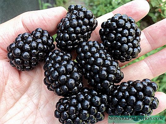 Blackberry Giant - gred kuat berukuran tinggi