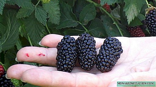 Blackberry Karaka black - champion of large-fruited