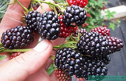 Blackberry Loch Ness: description de la variété et caractéristiques de culture
