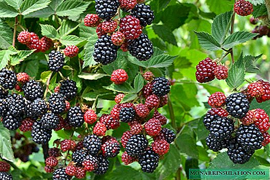 Blackberry Navajo - deskripsi beragam, karakteristik, penanaman dan perawatan tanaman