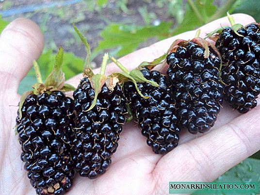 Blackberry Thornfrey: descripción de la variedad, revisiones, características de plantación y cultivo