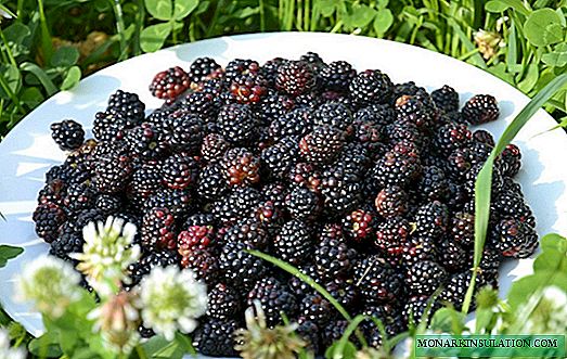 Blackberry: types and best varieties for growing in different regions of Russia, Belarus and Ukraine
