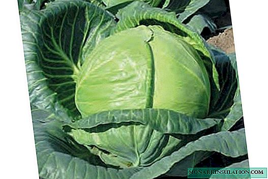 Rinda F1: features of a hybrid cabbage crop