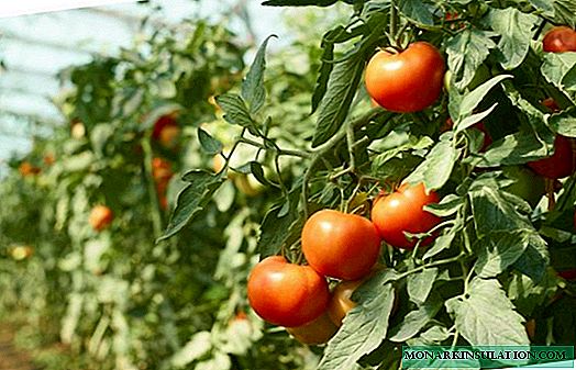 Boneca de tomate F1: características e regras para o cultivo de um híbrido