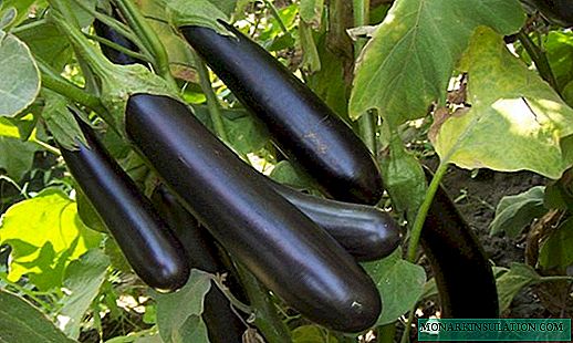 King of the North F1 - Aubergine pour climat froid