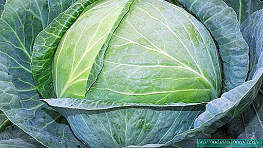 Cabbage Aggressor F1: características de variedad