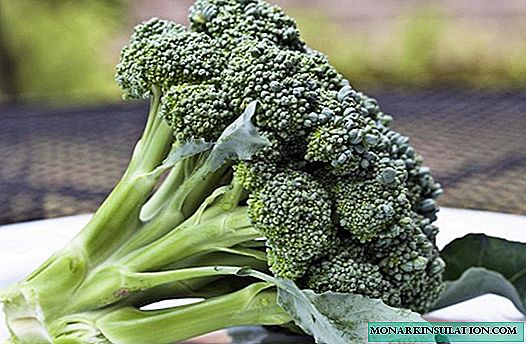 F1 Fiesta Broccoli: lo que necesita saber sobre el cultivo híbrido