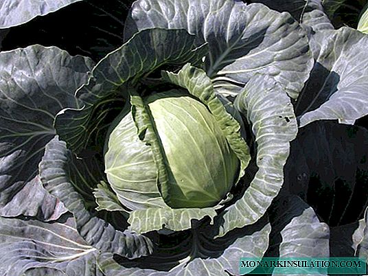 Features of planting and growing cabbage cultivar Atria F1