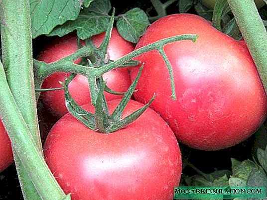 Tomato Pink Bush F1: una descripción del híbrido y las características de su cultivo