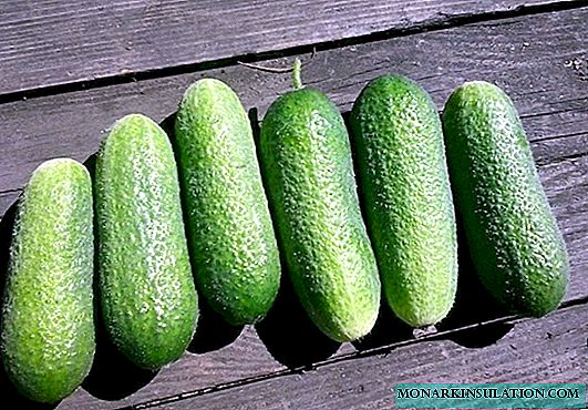 Cucumber Adam F1 - a universal hybrid for any climate