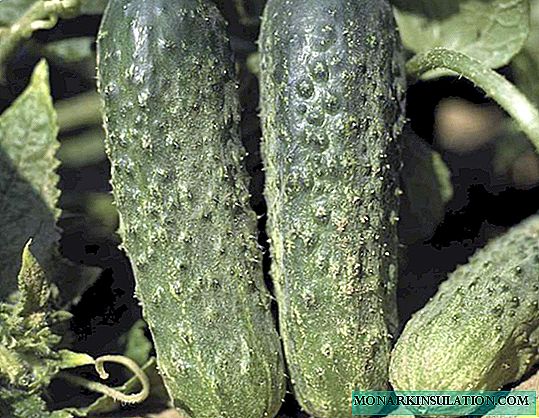 Cucumber Ajax F1 - an excellent choice for gardeners in southern Russia