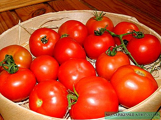 Tomato Sunrise F1: pelbagai popular dari Belanda