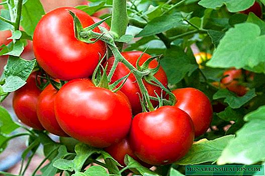 الطماطم Blagovest F1: الرائدة بين أصناف المحدد المسببة للاحتباس الحراري