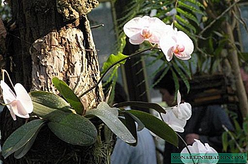 Phalaenopsis: häusliche Pflege für eine Schmetterlingsorchidee