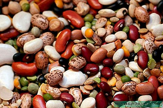 Kacang: spesies dan kepelbagaian varieti