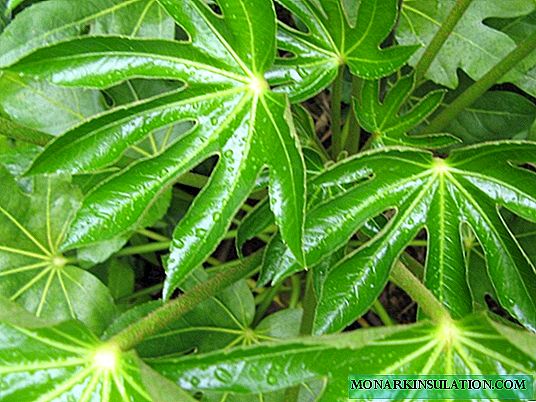Fatsia: caring for a Japanese beauty at home