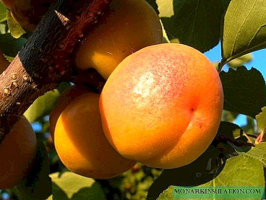 Favorite - the best apricot for Moscow region