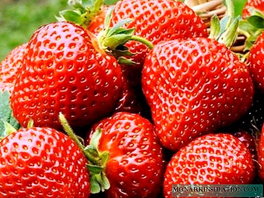 Florence - unusually delicious strawberries from the UK