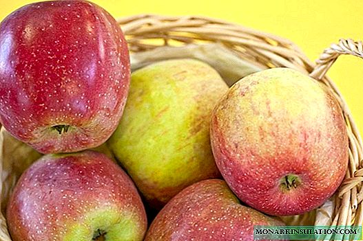 Florina Pháp - một loại cây táo mùa đông tuyệt vời