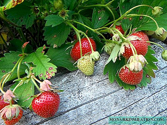 Prantsuse maasikas Darselect: sordi ajalugu, omadused ja kasvatamise saladused