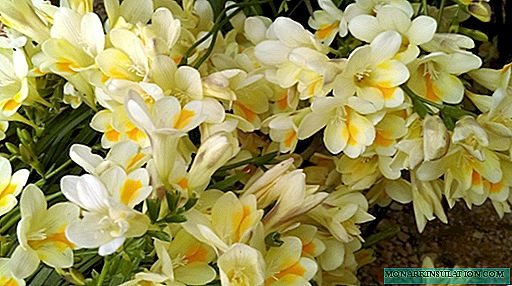 Freesia - planting and growing at home and outdoors