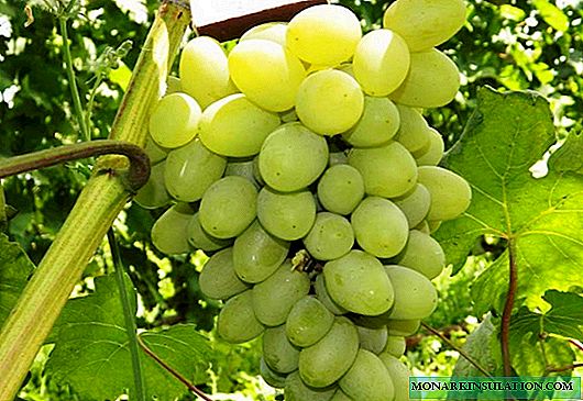 Galahad: a popular Russian grape variety