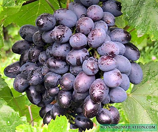 جاليا - مجموعة متنوعة من العنب في وقت مبكر مع التوت لذيذ