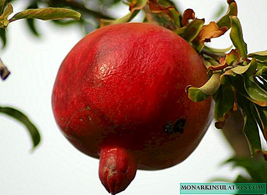 Where and how does pomegranate grow in nature and at home