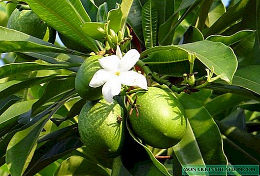 Gdje i kako raste mango
