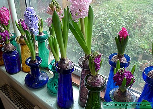 Hyacinth in a pot - flower care