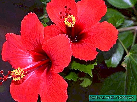 Hibiscus or Chinese rose - a curiosity of home decor