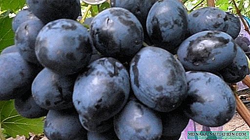 A forma híbrida das uvas Furor - características da variedade e cultivo