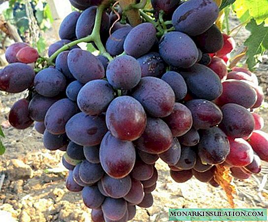 Alice hybrid grapes: a new promising variety with beautiful berries and an unusual taste