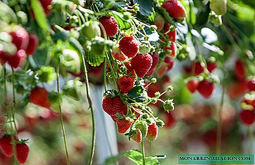 Tecnología holandesa de cultivo de fresas para principiantes