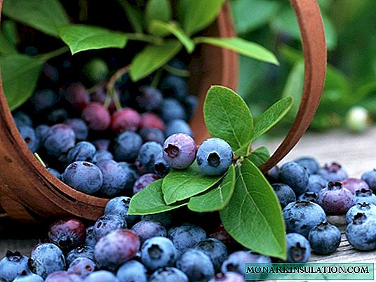 Blueberry Blujay: vi dyrker en tidlig modningsvariant i hagen