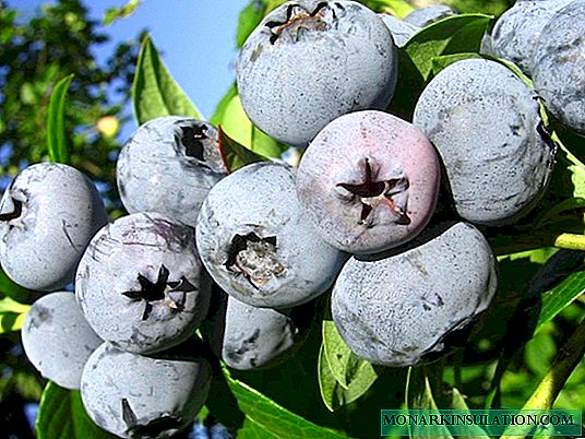 Blueberry Bonus: como crecer en tu sitio