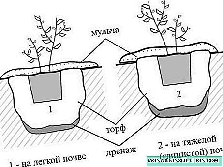 Грядка для голубики схема