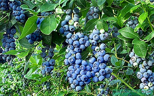 Blueberry Marvelous - горски гост на вашата градина