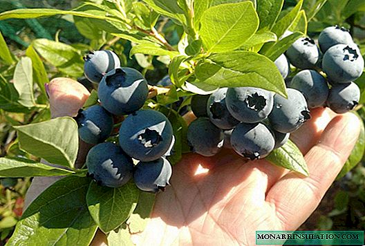 Blueberry Duke - frost-resistant variety of early ripening