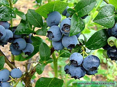Blueberry garden Elizabeth: caractéristiques de la plantation, des soins et de la reproduction