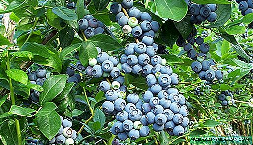Vysoké borůvky: Popis populárních odrůd a funkcí kultivace