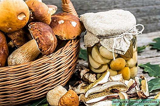Mushrooms for the winter: delicious and simple recipes for a real hostess