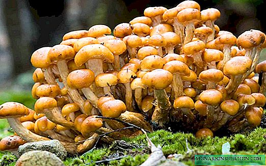 Clairières de champignons: l'utilisation de champignons vivants et artificiels dans la conception du site