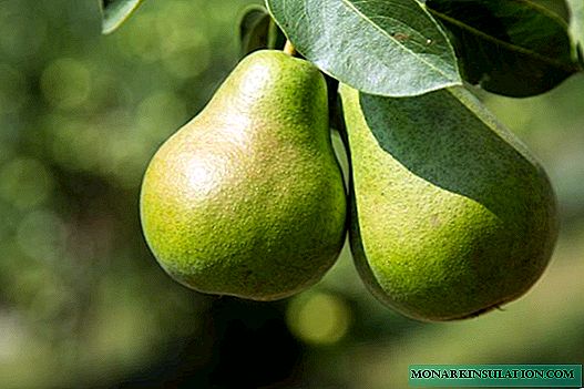 Pear Augustow dew - description and cultivation