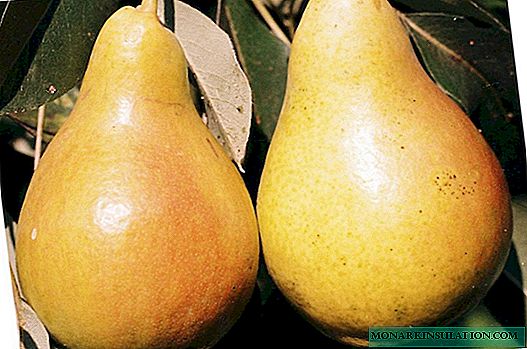 Pear Chizhovskaya - a test that has passed the test of time