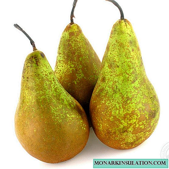 Pear Conference - an old, popular variety