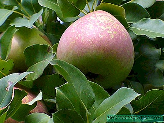 Pear Marble - description and cultivation