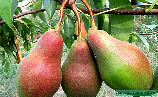 Pear Talgar beauty: a good representative of the long-known varieties