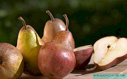 ベラルーシのための梨：最も成功した品種を選択する方法